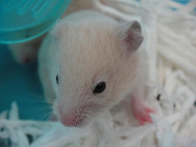 131025 インコ・うさぎ・ハムスター_f0189122_1452610.jpg