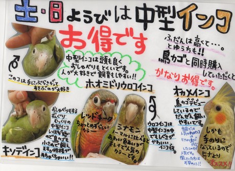 131025 インコ・うさぎ・ハムスター_f0189122_14533871.jpg