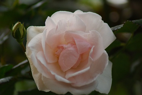 f0170524_8361930.jpg