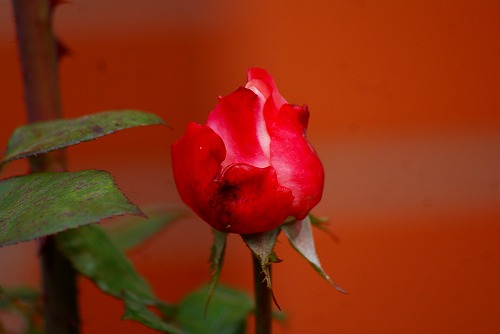 f0170524_839581.jpg