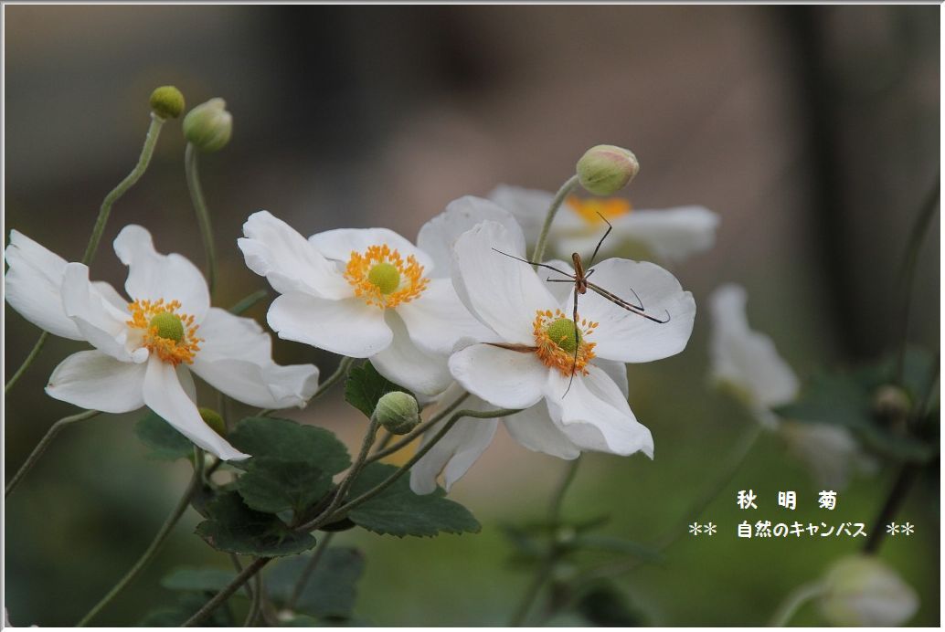 向島百花園の草花！！！（白い花）_e0052135_21574256.jpg