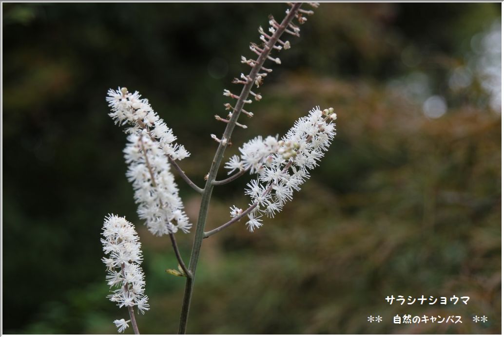 向島百花園の草花！！！（白い花）_e0052135_22104034.jpg