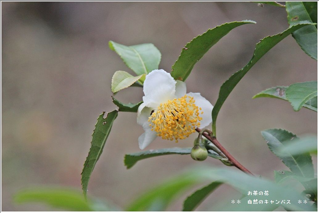 向島百花園の草花！！！（白い花）_e0052135_2210852.jpg