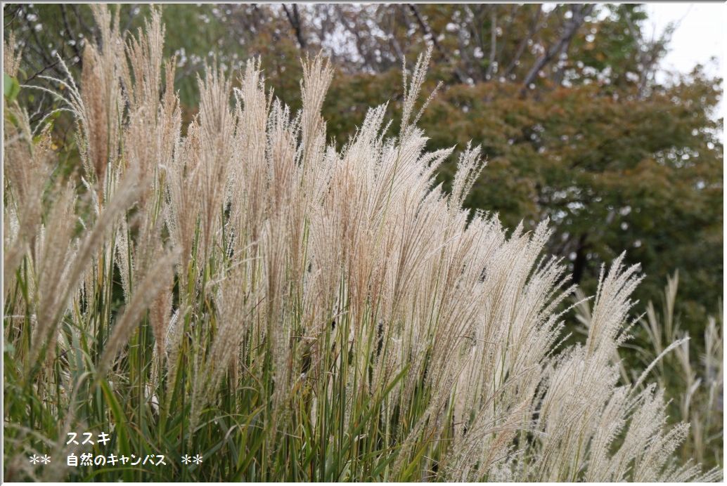 向島百花園の草花！！！（白い花）_e0052135_221196.jpg