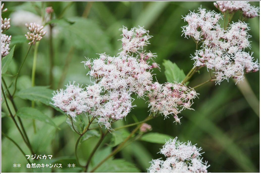 向島百花園の草花！！！（白い花）_e0052135_2294164.jpg