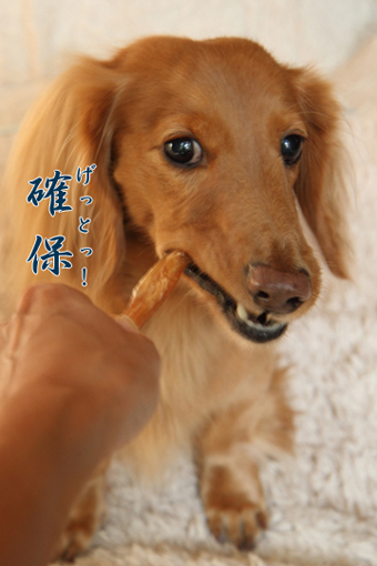  iDog☆Modeling Part 7♪　念願のおやつ撮影！！_e0166336_1626463.jpg