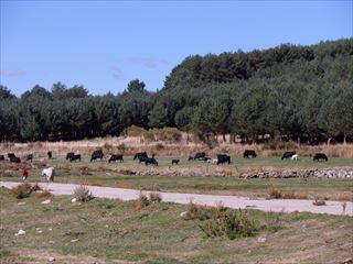 e0120938_048288.jpg