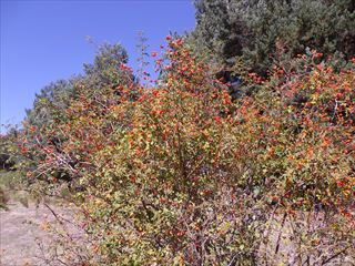 e0120938_049072.jpg