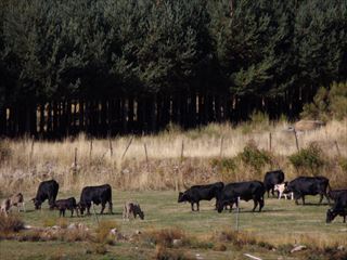 e0120938_0491961.jpg