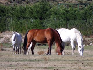 e0120938_0492895.jpg