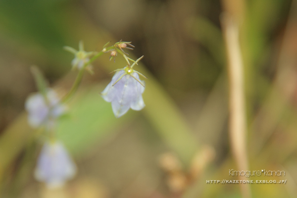 アナタに会いたくて②♪　Fantasy*scenery_b0197639_1975986.jpg