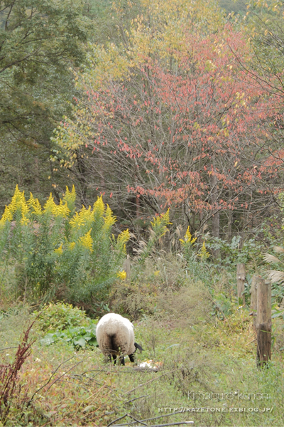 寄り道マニア**　in 八幡高原_b0197639_22121646.jpg