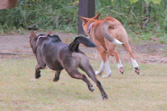 森林公園で RUN・乱・覧(^_^)_e0249240_2254777.jpg