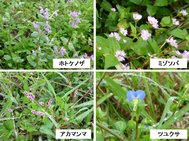 野の花_f0089748_209554.jpg