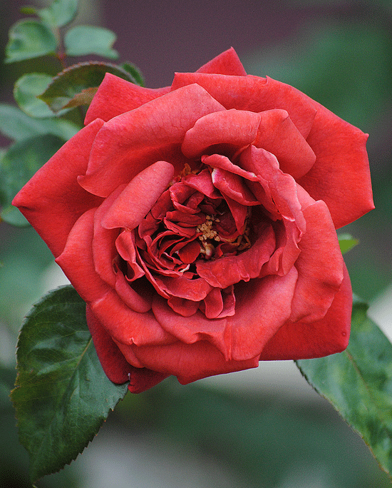 a0001354_23592791.gif