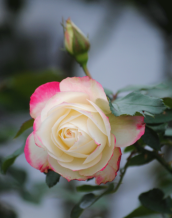 a0001354_23595112.gif
