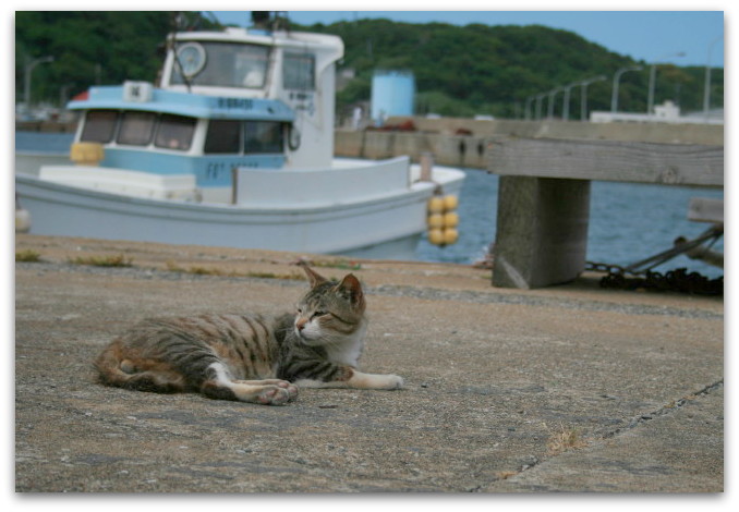 にゃんこ島 「港の大勢の猫たちのお出迎え＆島の少女たち」_a0317955_18473547.jpg