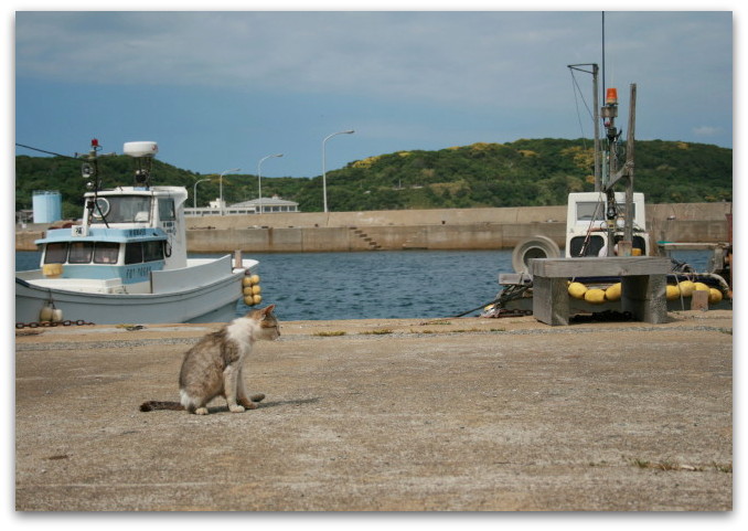 にゃんこ島 「港の大勢の猫たちのお出迎え＆島の少女たち」_a0317955_184826.jpg