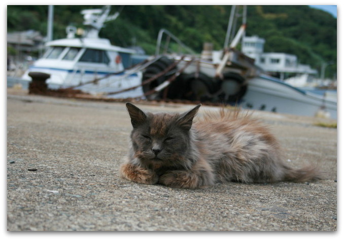 にゃんこ島 「港の大勢の猫たちのお出迎え＆島の少女たち」_a0317955_18503034.jpg