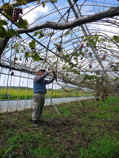 熊本ぶどう 社方園 樹勢が強いから出来ること!2番成りのぶどう!!_a0254656_18293561.jpg