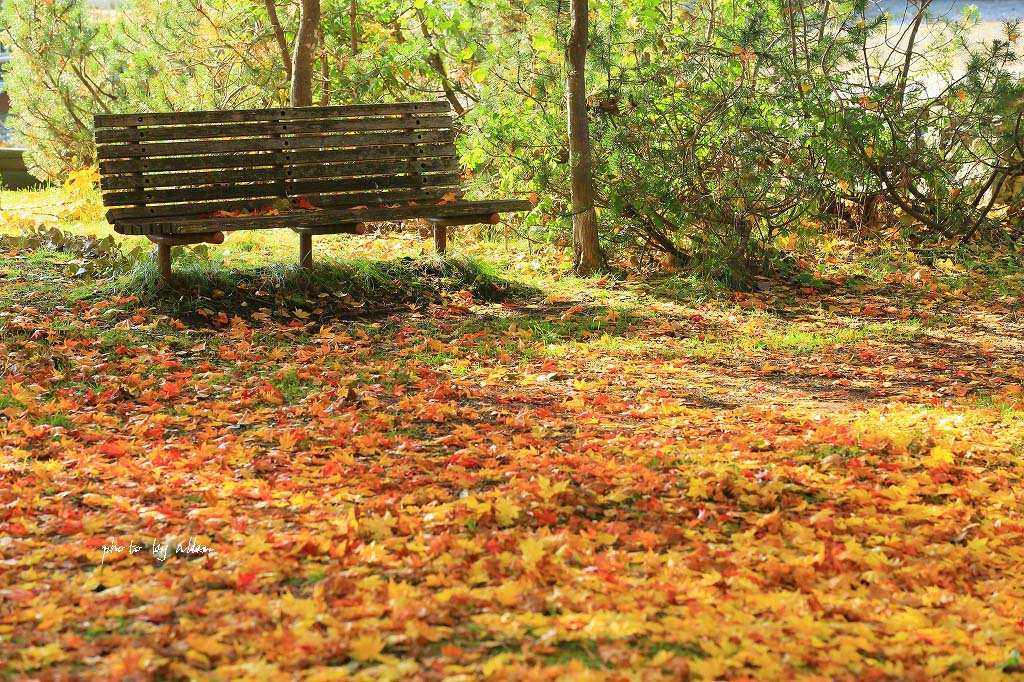 第三だん道東の紅葉より～_a0039860_17551192.jpg