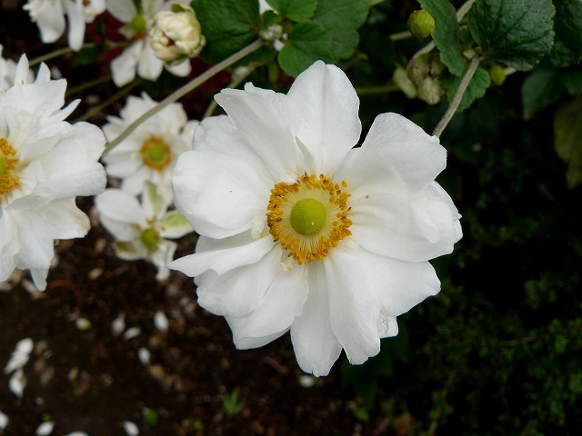 d0019074_12112395.jpg