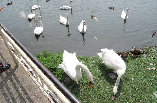 手賀沼に棲む水鳥たち 3_e0200879_11365091.jpg