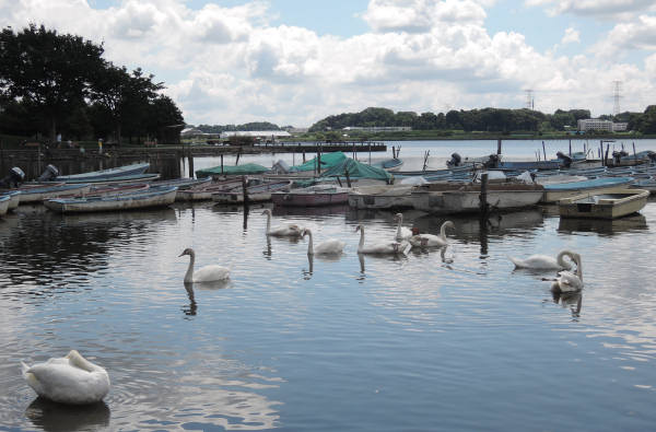手賀沼に棲む水鳥たち 3_e0200879_11371644.jpg