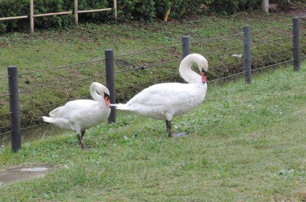 手賀沼に棲む水鳥たち 3_e0200879_113815100.jpg