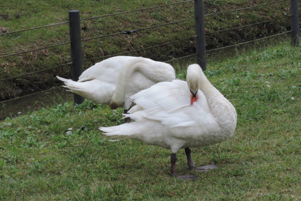 手賀沼に棲む水鳥たち 3_e0200879_11382874.jpg