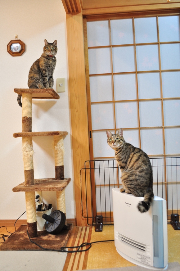 つつじさま_a0126590_5413210.jpg