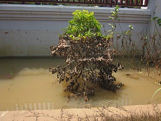 洪水その後_d0113490_23104530.jpg
