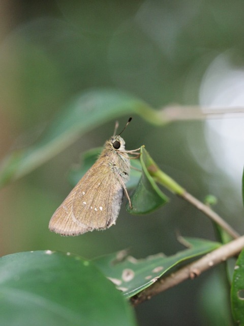 公園で休んでいた蝶たち_b0194593_23984.jpg