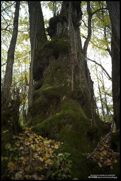 「森の神様」—樹齢900年超のカツラの巨樹_f0042194_215158.jpg