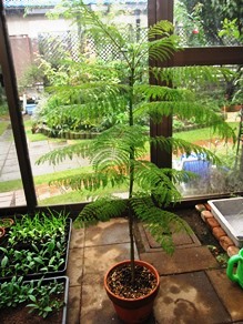 c0117898_10322130.jpg