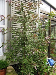 c0117898_10334423.jpg