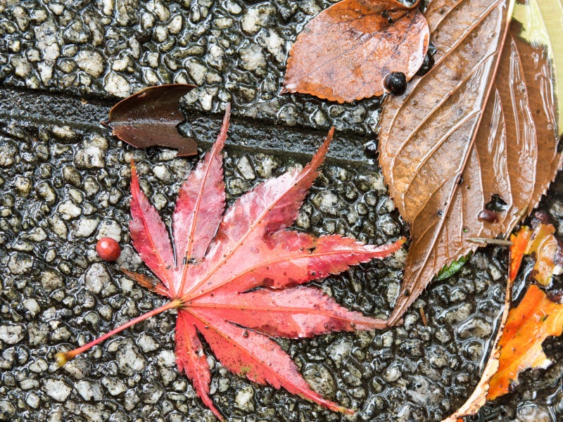 写真展と雨の御苑_f0224100_1824318.jpg