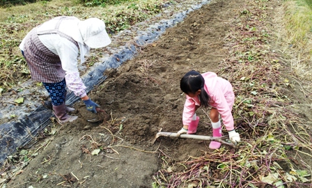2013 収穫の秋 ~さつま芋掘り~_f0163105_1444305.jpg