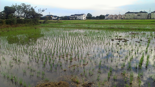 台風が去って水田が初夏の風景に_a0000006_15203927.jpg