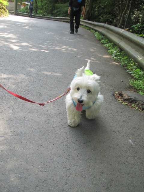 こゆきちゃんと高尾山遠足♪_f0039907_1342577.jpg