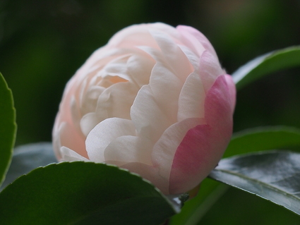 c0156908_058337.jpg