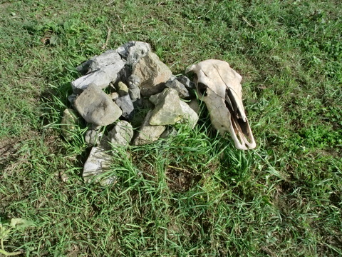 「希望の牧場ーふくしま」へ_f0269910_16562271.jpg