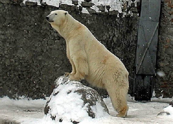 ロシア・サンクトペテルブルク、レニングラード動物園のウスラーダの歩む道 ~ 再説: 繁殖可能年齢上限_a0151913_437487.jpg