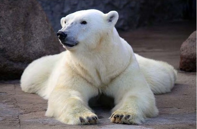 ロシア・サンクトペテルブルク、レニングラード動物園のウスラーダの歩む道 ~ 再説: 繁殖可能年齢上限_a0151913_5385150.jpg