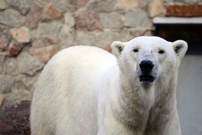ロシア・サンクトペテルブルク、レニングラード動物園のウスラーダの歩む道 ~ 再説: 繁殖可能年齢上限_a0151913_5542244.jpg