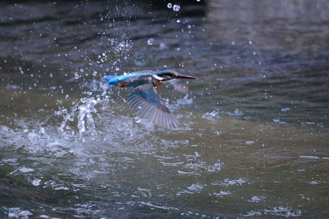 雨の霞川_f0133213_1063788.jpg