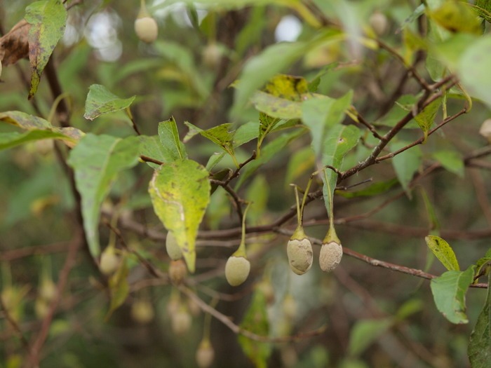 野呂山へ植物観察　その２_c0116915_23194435.jpg