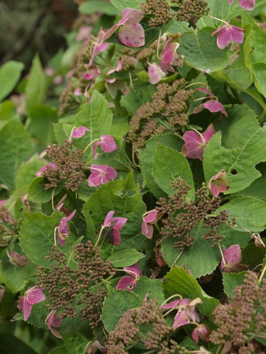 野呂山へ植物観察　その２_c0116915_2324690.jpg