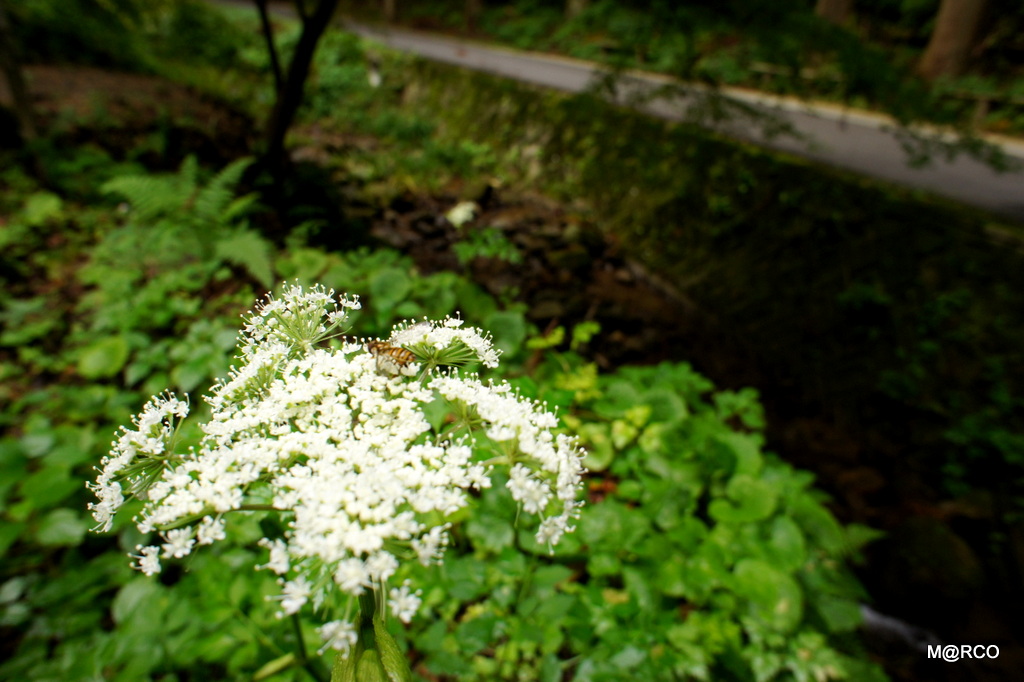 瀬戸内国際芸術祭と島根 2013 : 9. 石見銀山 @ 島根_a0240721_21293890.jpg