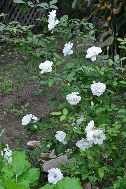 d0096422_17543469.jpg